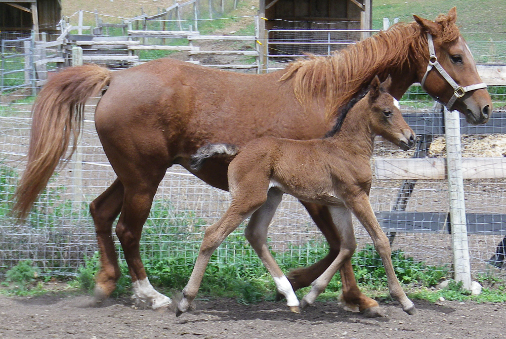 flame colt trot right.jpg